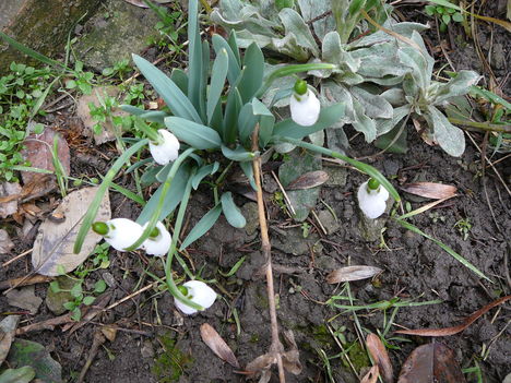 2010.2.22.Első virágok  kertünkben.Hóvirág