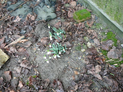 2010.2.22.Első virágok a kertünkben.Hóvirág