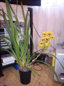 az első csónakorchideám
