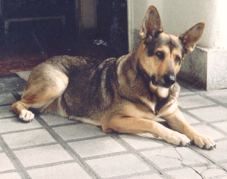 Bundus 3