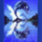 delfin