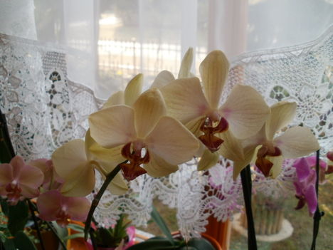 Orchideák 1