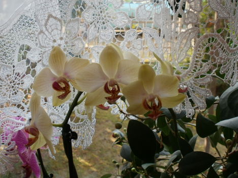 Orchideák 2
