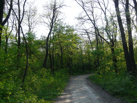 frankhegyi 6