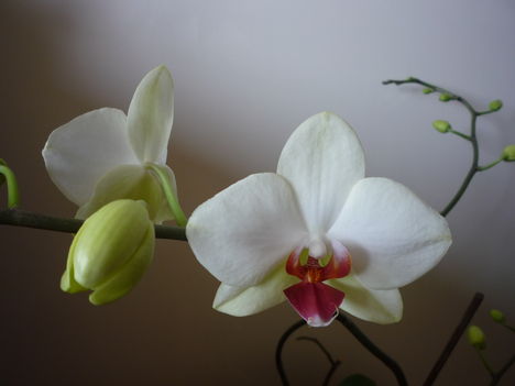 ORCHIDEA  :-)) 3