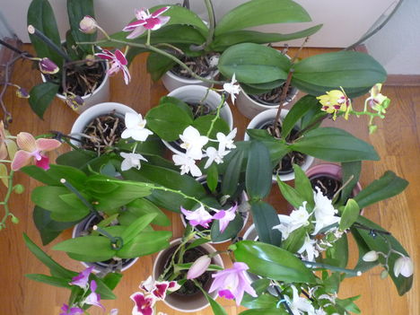 ORCHIDEA  :-)) 6