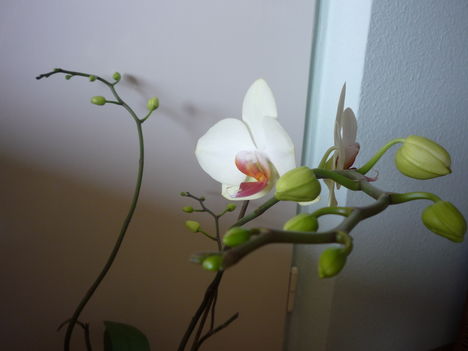 ORCHIDEA  :-)) 7