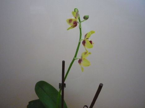 ORCHIDEA  :-)) 8