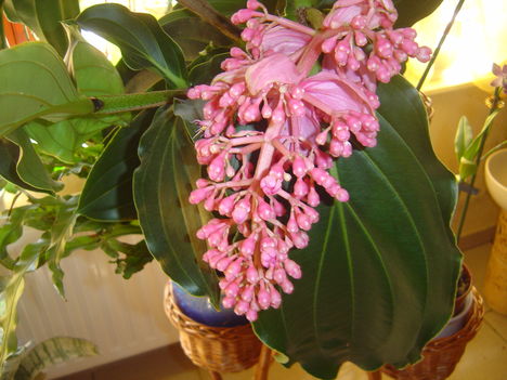 Orlat 2010 002