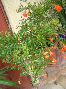 Orlat 2010 005