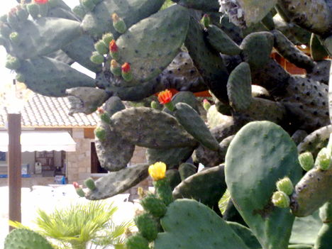 óriás kaktusz