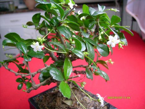 Carmona bonsai 1