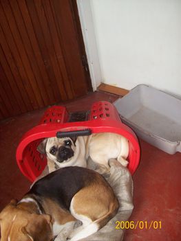 Gizmó és Hope