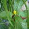 Sárga nyalókavirág (Pachystachys lutea)