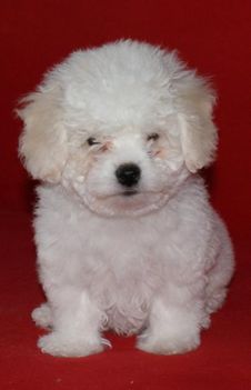 1327450394_307038244_1-Fotok--Gyonyoru-Bichon-Bolognese-Kan-Elado
