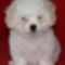 1327450394_307038244_1-Fotok--Gyonyoru-Bichon-Bolognese-Kan-Elado