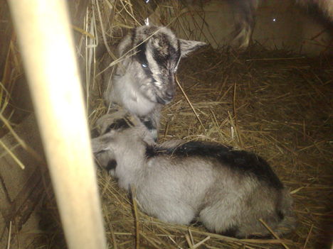 20120203223