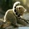 Baby_Animals5