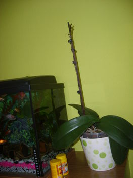 Bimbós orhidea