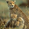 gepard