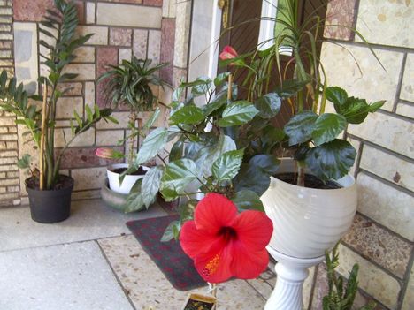 HIBISZKUSZ,MÁLYVACSERJE