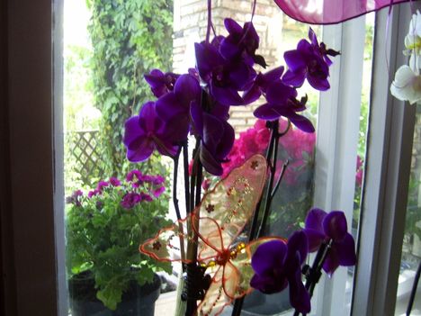 Lilaszínű lepkeorchidea