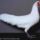 whitebantam_hen_reduced