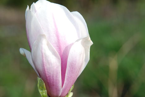 M Soulangiana 2
