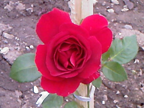 Fotografii-0003