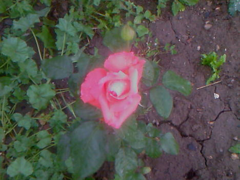 Fotografii-0008