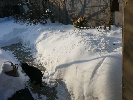 Hóval borított kertünk a fekete cicával.