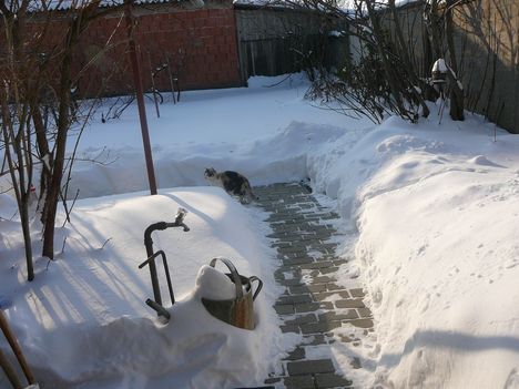 Hóval borított kertünk a tarka cicával.