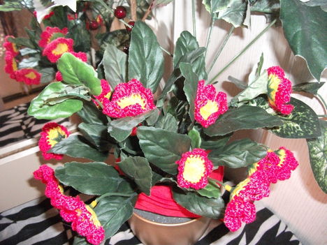 primula4