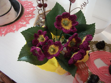 primula