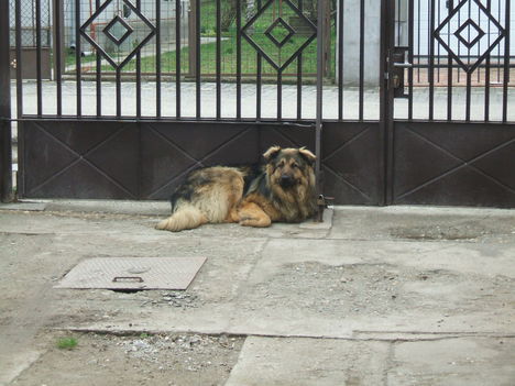 boszko 003