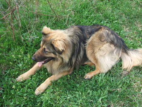 boszko 006