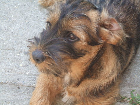 buster