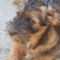 buster
