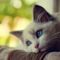 cat_cute_photography_photo_bokeh_funny-06236f8063450bf3695d49df08fa672a_h