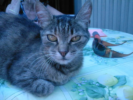 Cilus