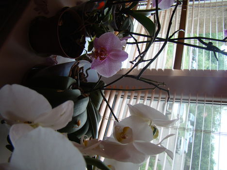 DSC00007