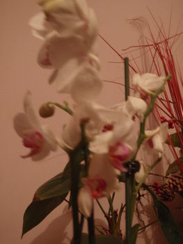P1010030