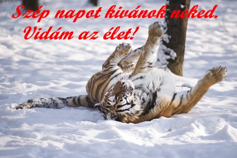 www_tvn_hu_ff10967f8d2ad05dad367d6ae75da33e