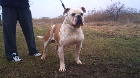 Big Buffalo Old Boy (Rulett)