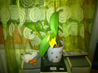 Cattleya aurantica