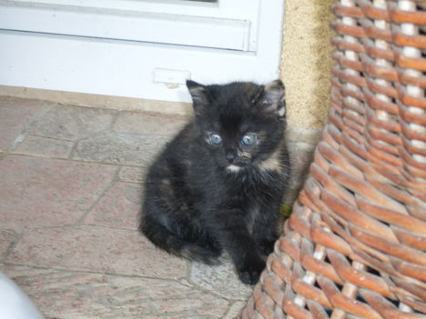 Folti