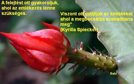 kaktusz, idézet írva rá