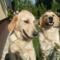 Linda&Maci(L)