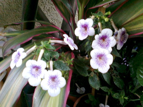 mesevirág, fehér, lila csíkokkal