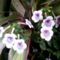 mesevirág, fehér, lila csíkokkal